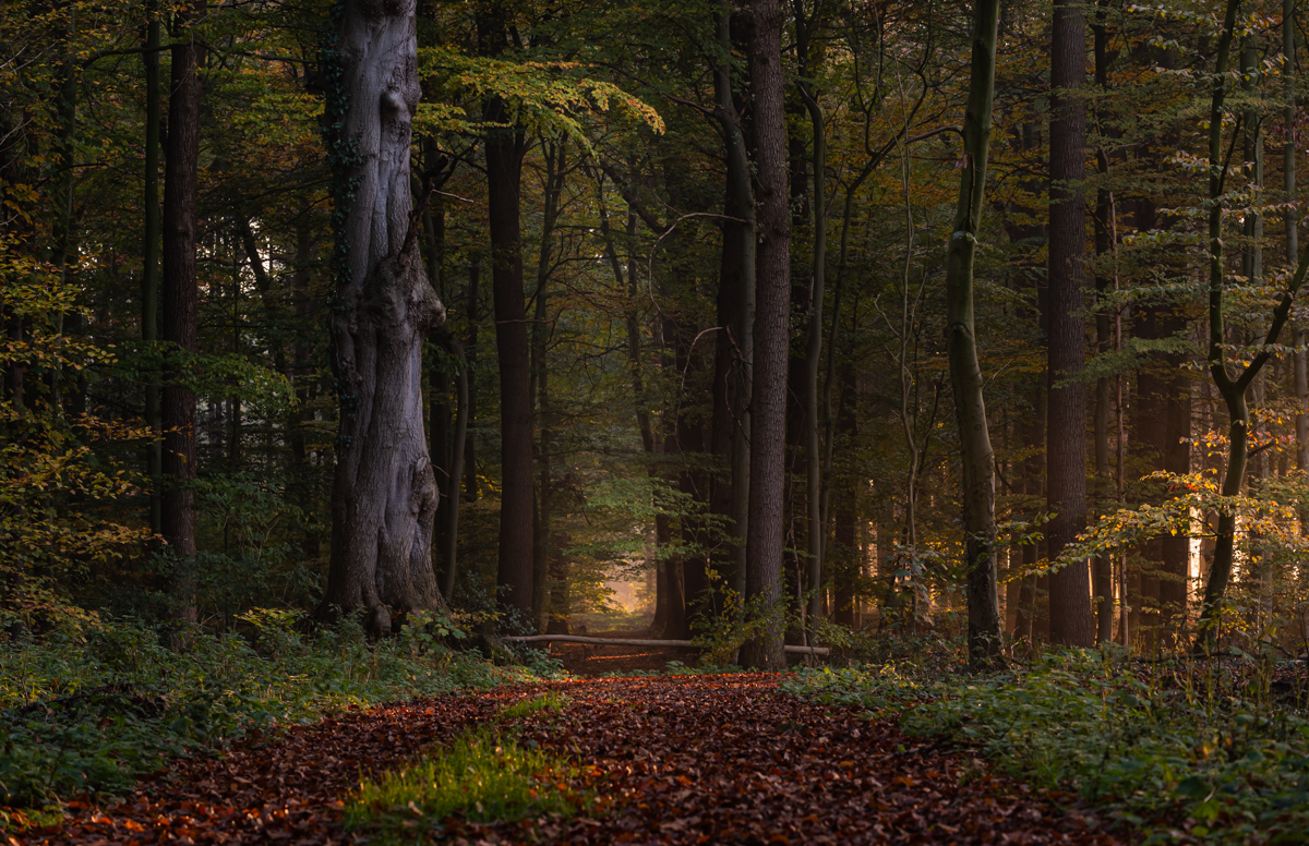 ____Herbst im Wald_______