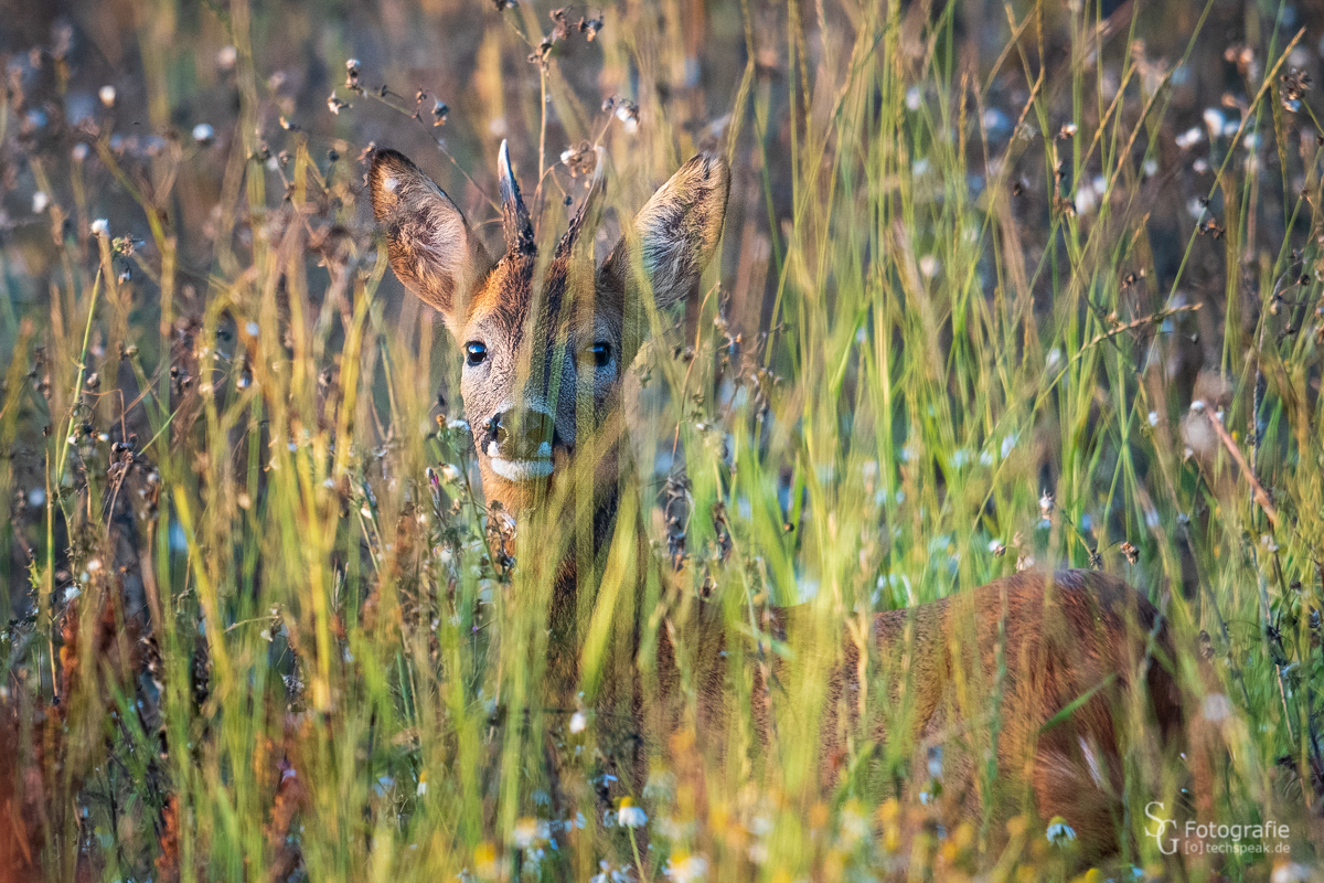 Rehbock auf einer naturnahen Wiese