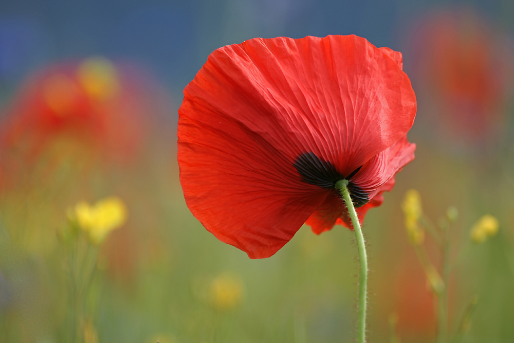 Roter Mohn