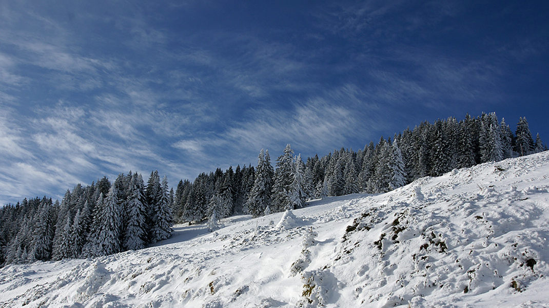 Winterwald