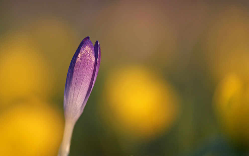 Krokusblüte