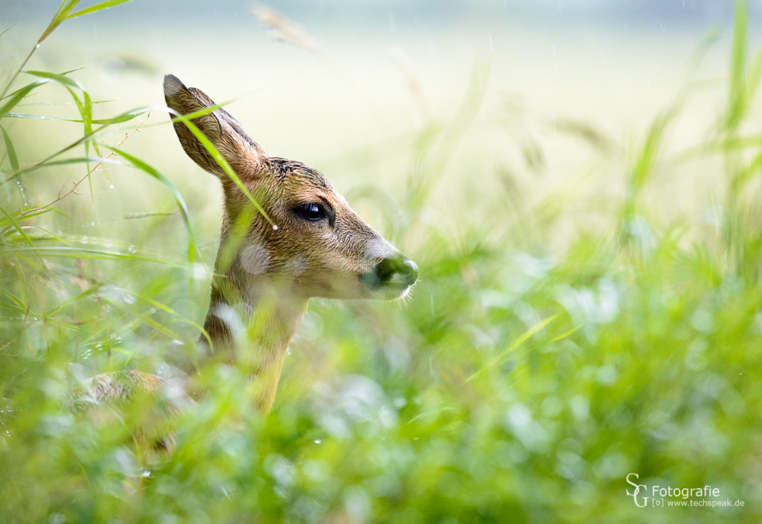 Reh im Sommerregen