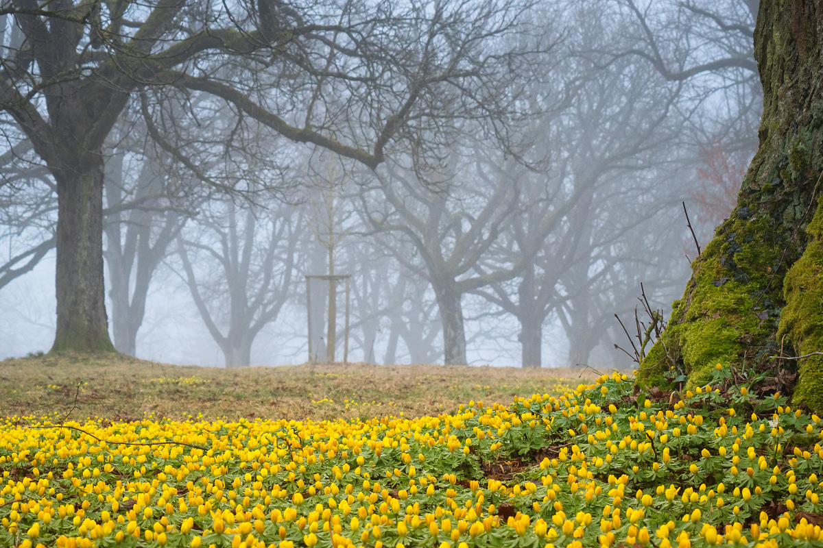 ein bisschen Frühling