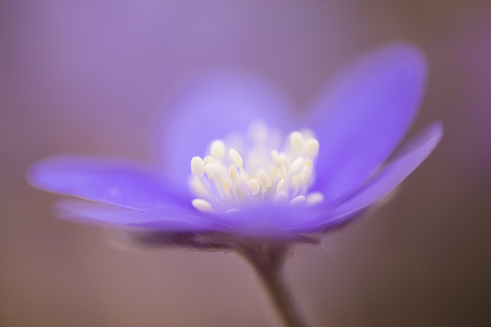 Hepatica nobilis