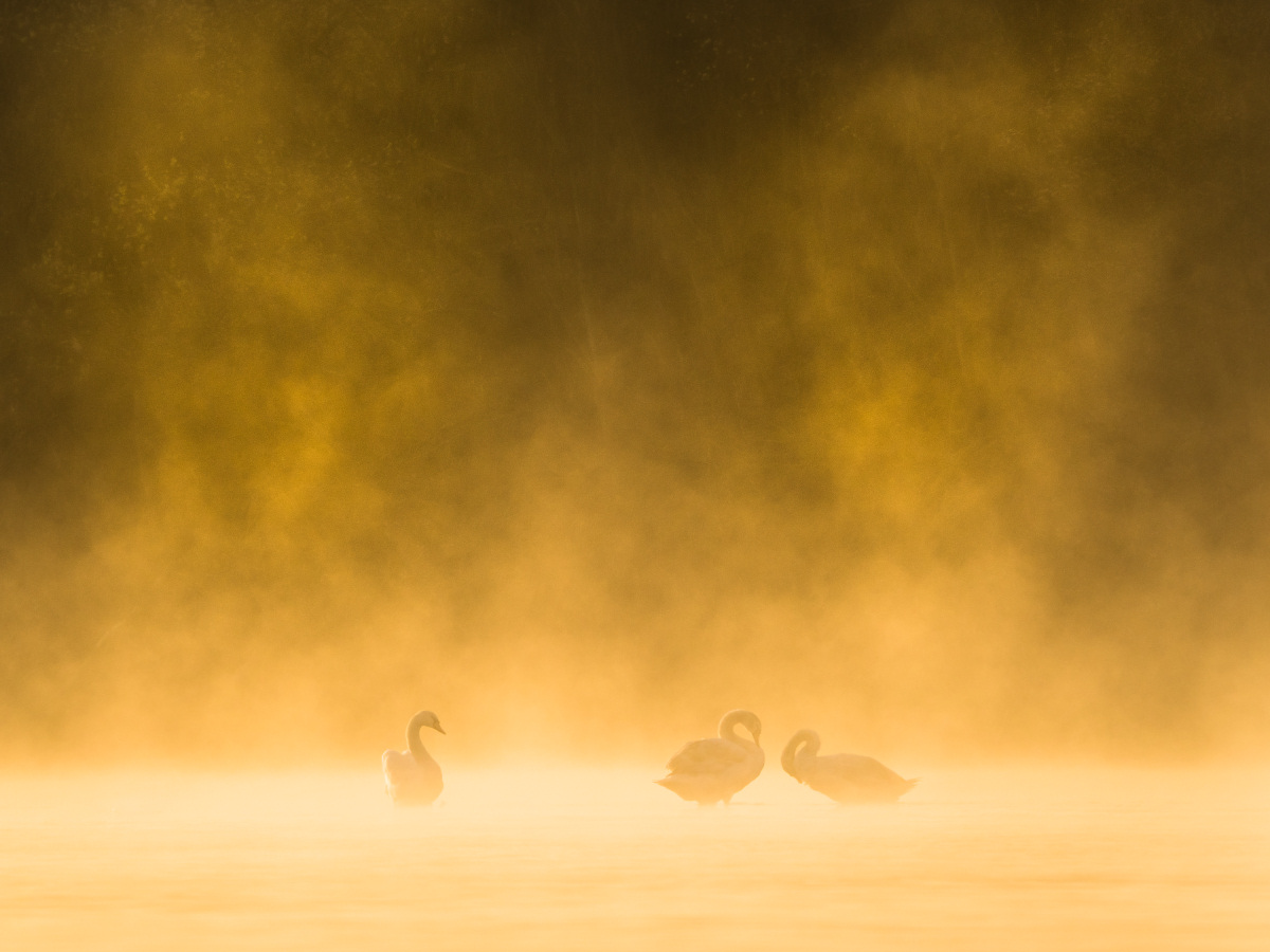 Drei Schwäne im sonnigen Morgennebel