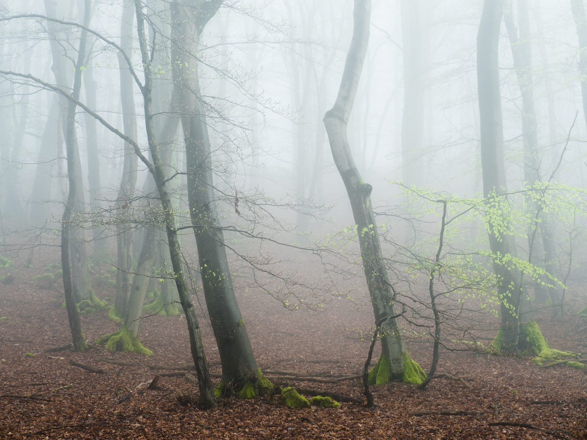 Es wird wieder grün im Wald