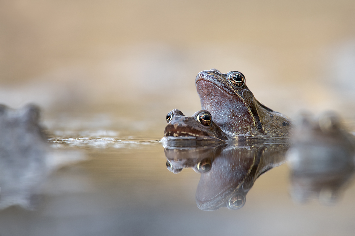 Der Froschkönig