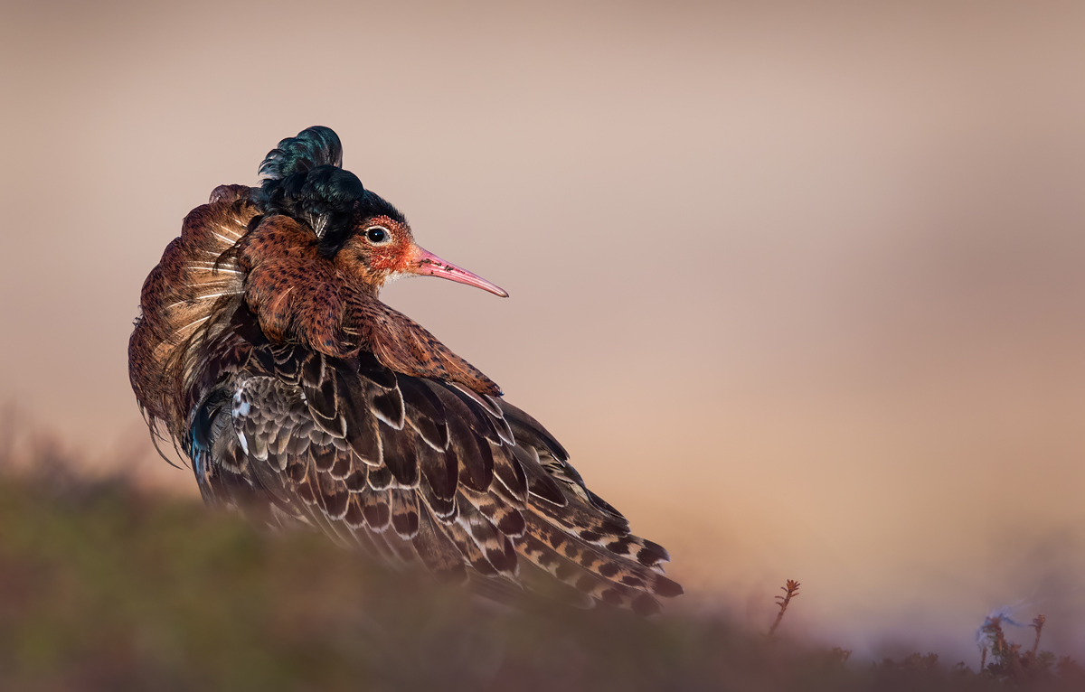 Kampfläufer Portrait