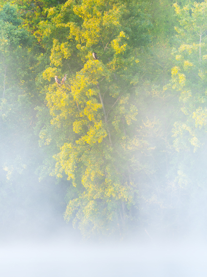 Morgens bei Sonnenaufgang mit Nebel am See