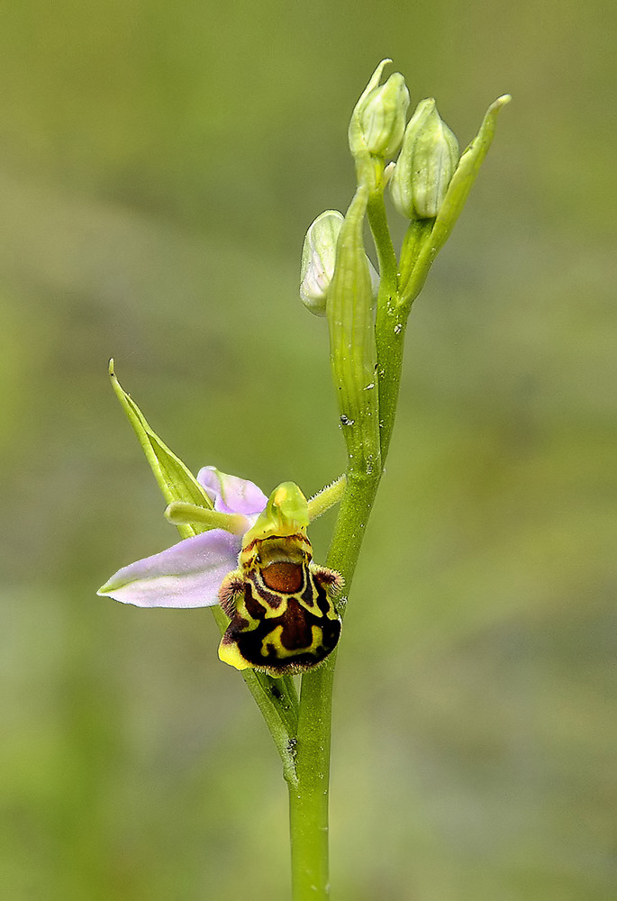 Bienenragwurz