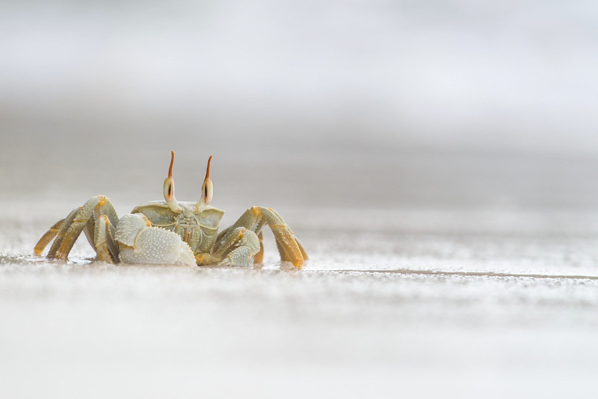 Ghost Crab