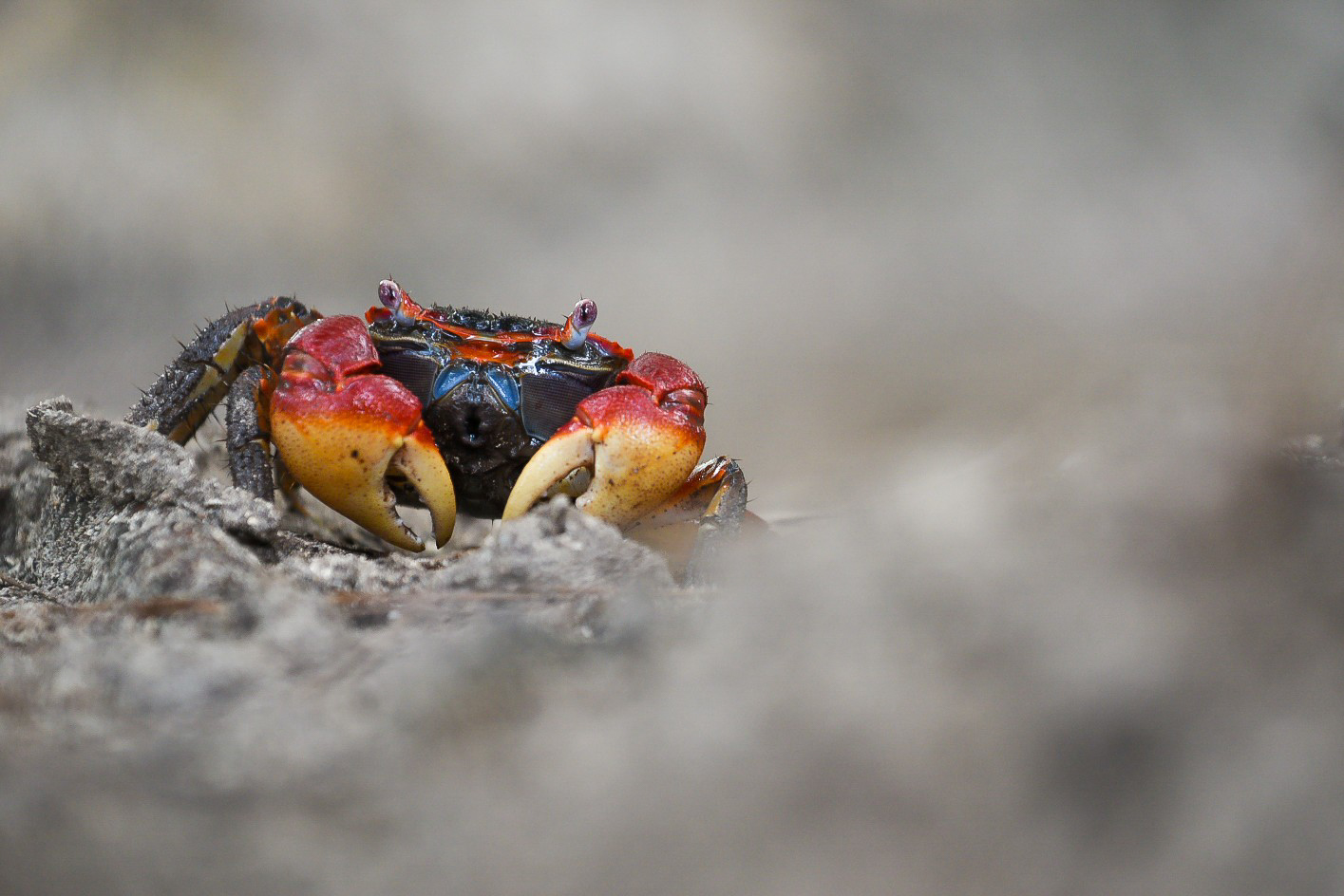 ___mangroven-krabbe___