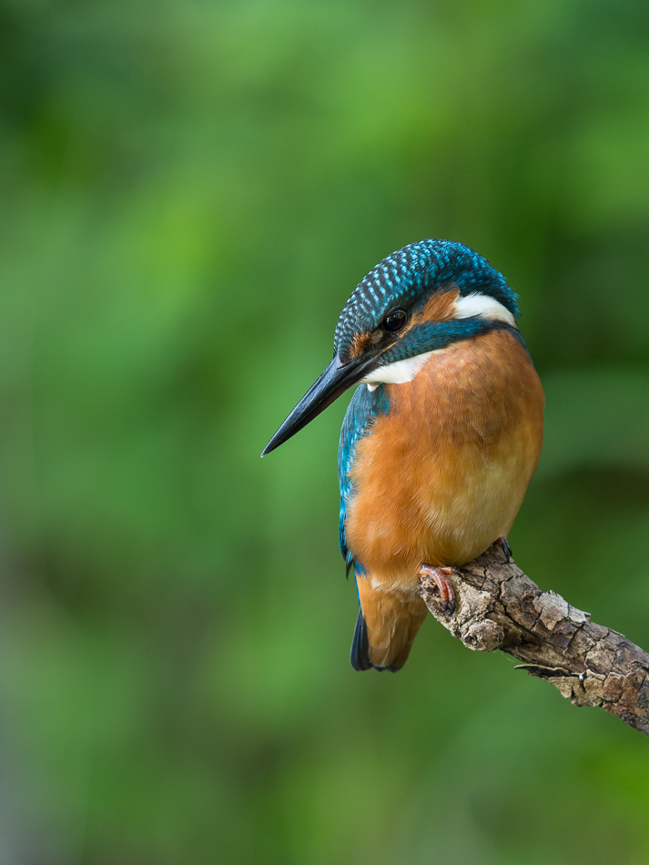 Eisvogel Jungvogel aus Erstbrut 2018