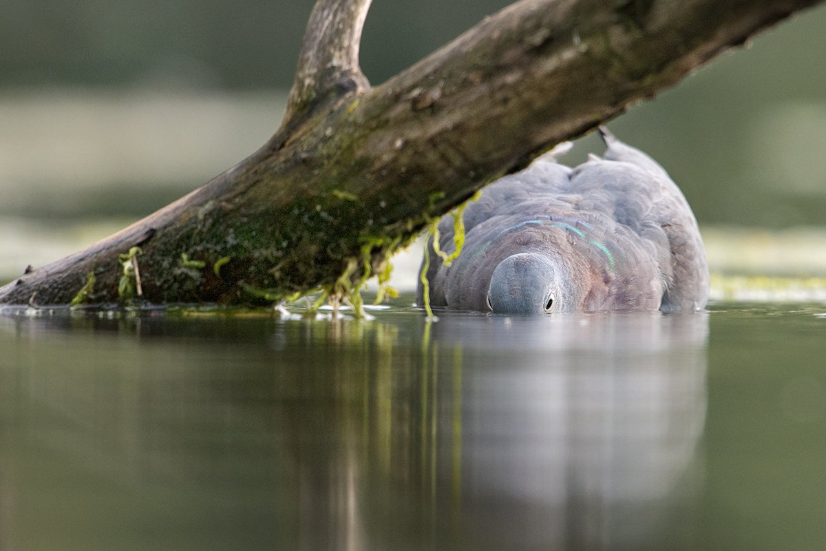 Ein Wasservogel ???