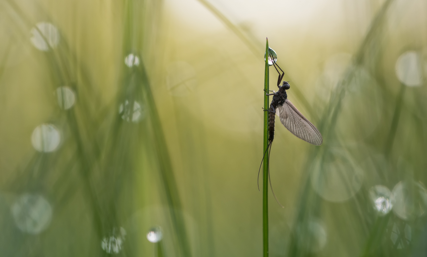 ___eintagsfliege im gras___