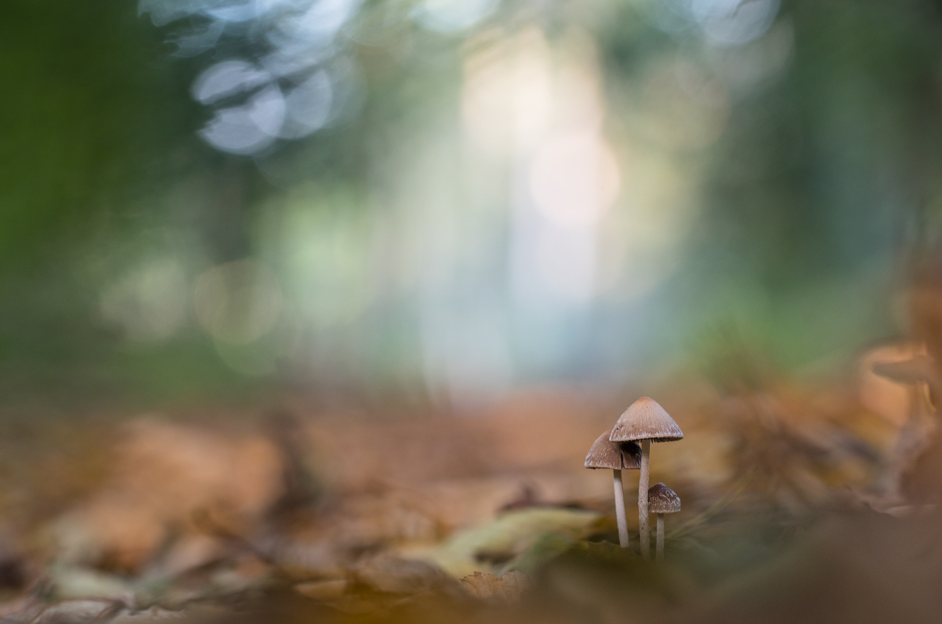 ___helmlinge im Wald___