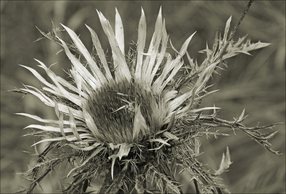 Silberdistel