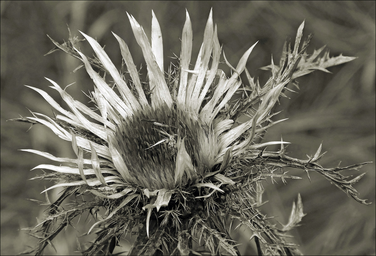 Silberdistel Variante II