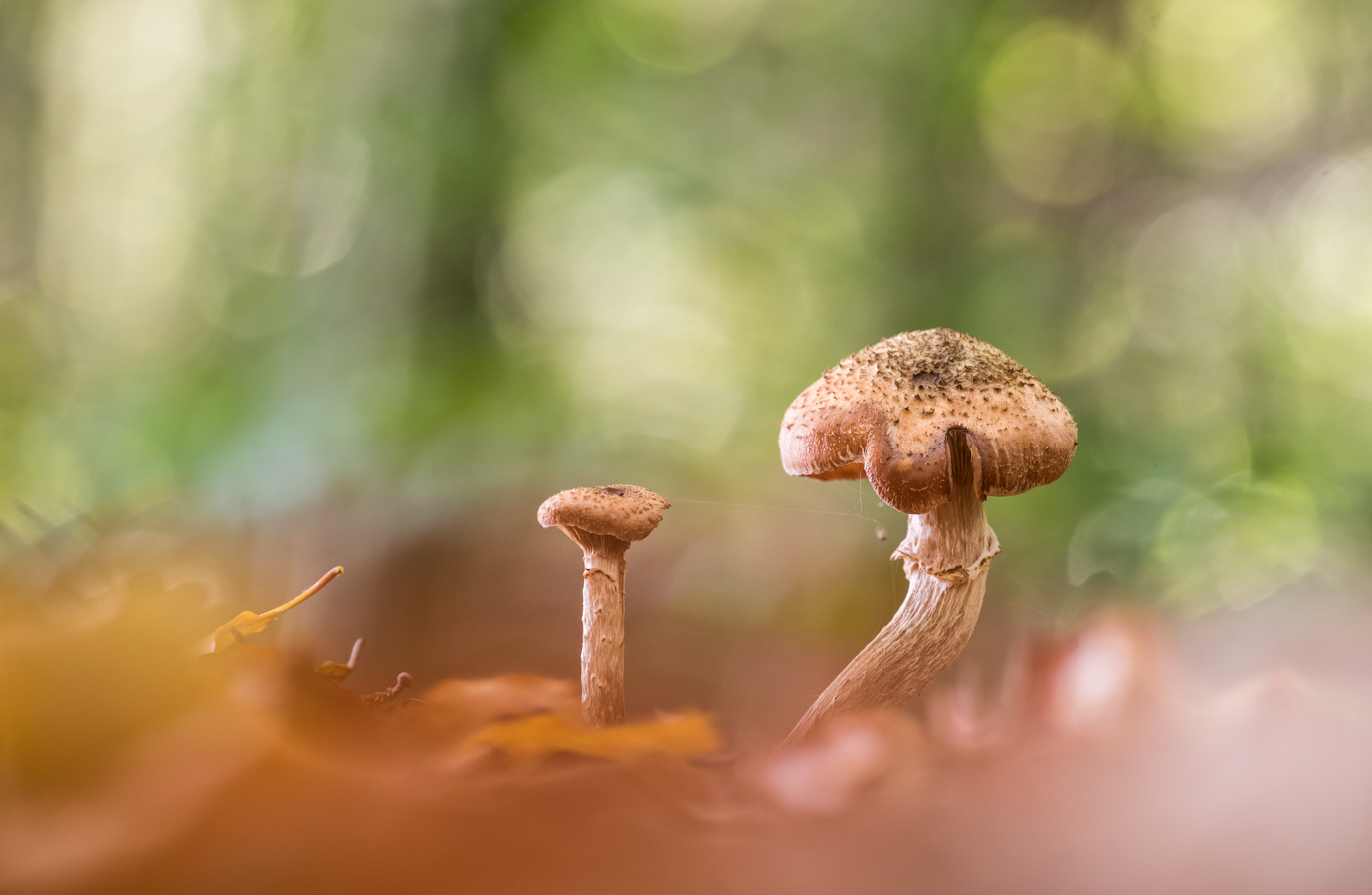 ___am Waldboden___