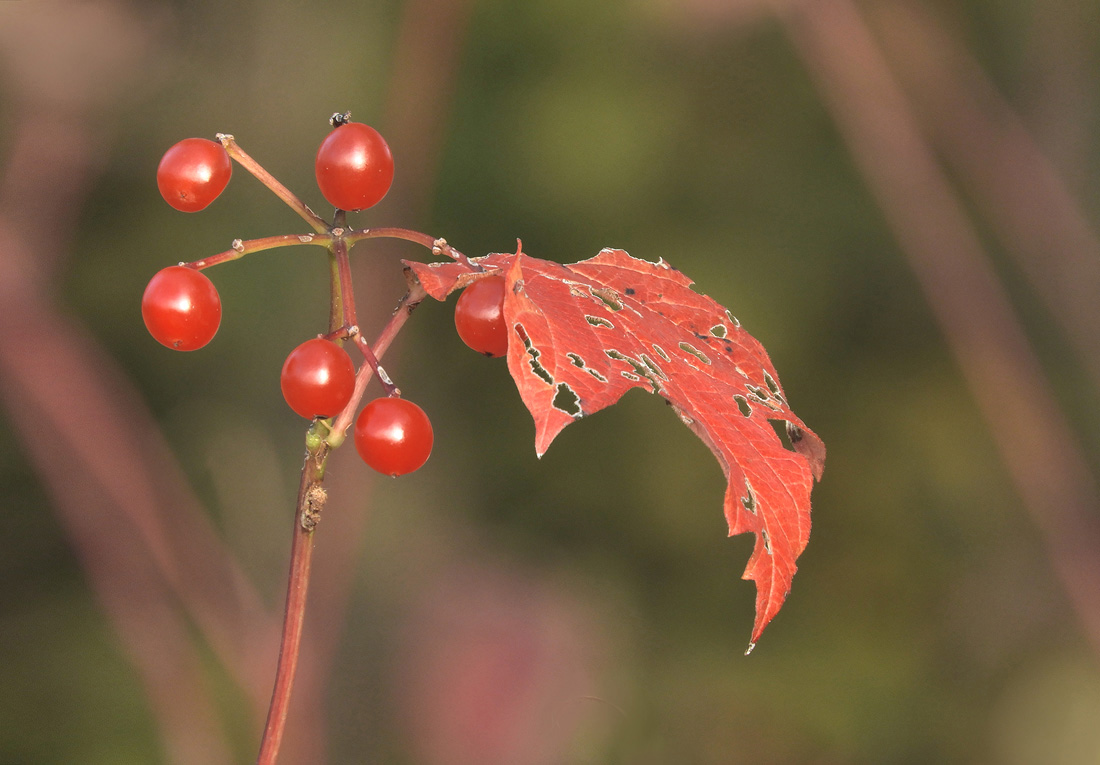 herbstln tuats