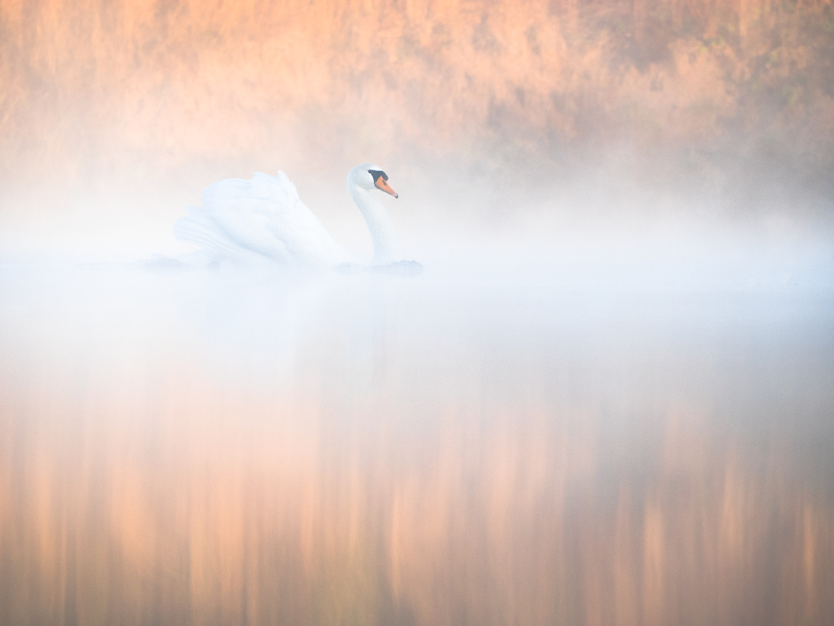 Schwan im Sonnenaufgangsnebel