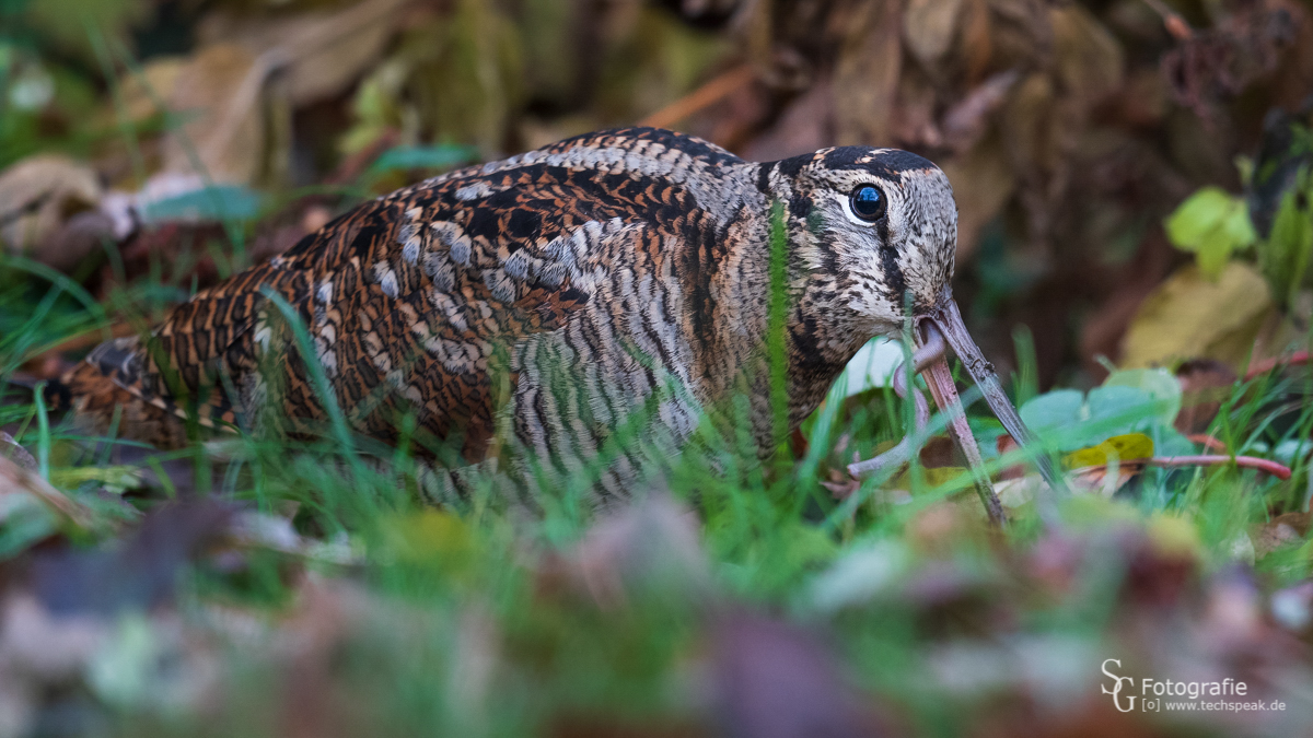 Waldschnepfe