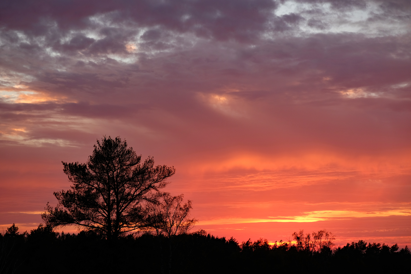 Sonnenuntergang in der Fischbeker Heide