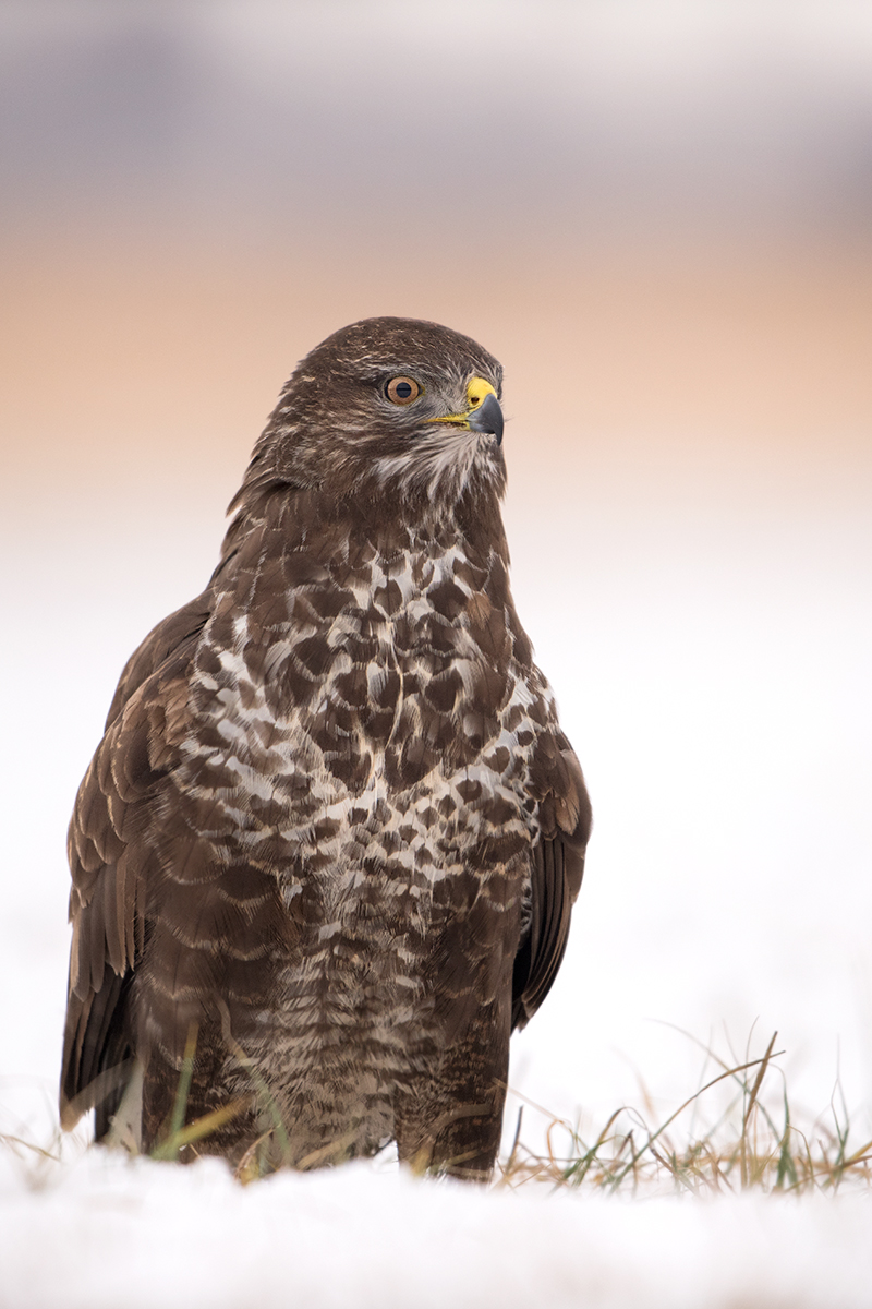 Buteo