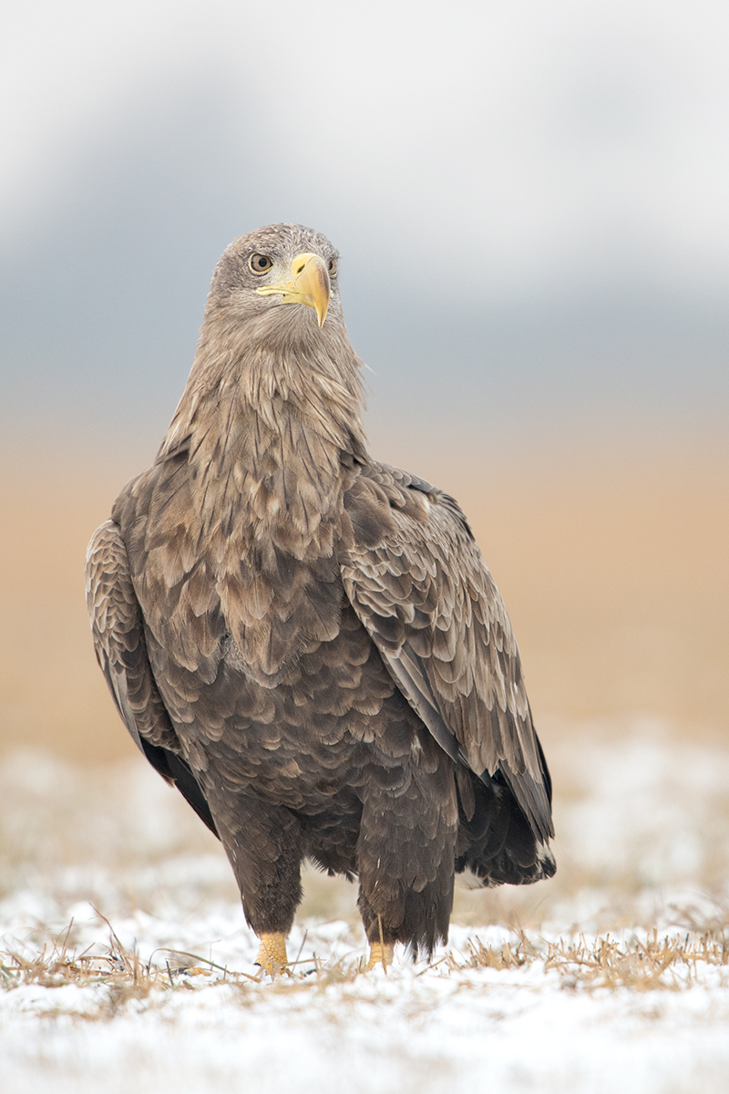 Seeadler