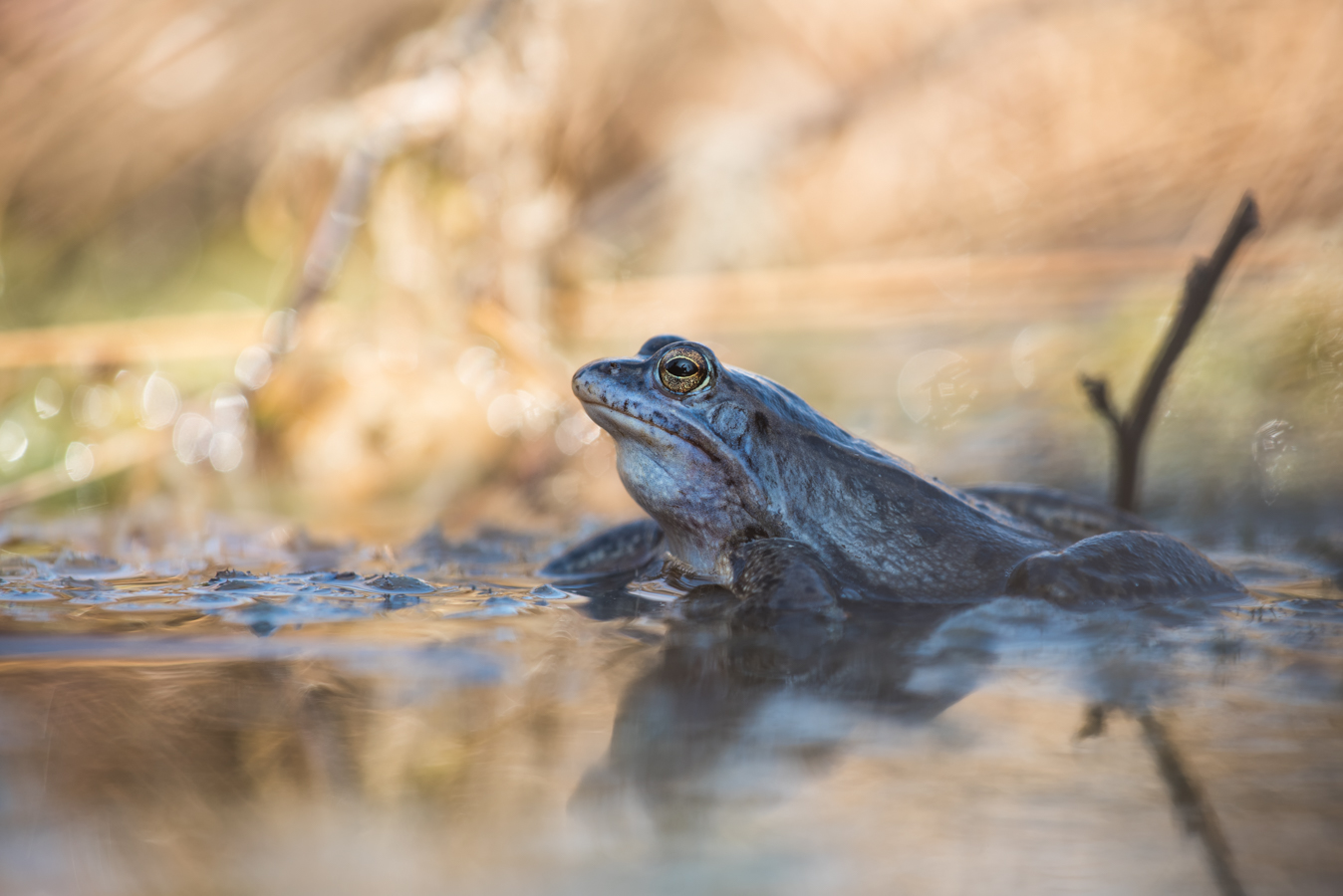 ___Moorfrosch_____