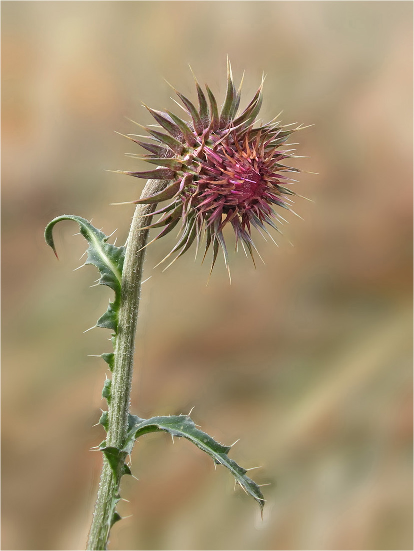 DEZEMBER-Distel