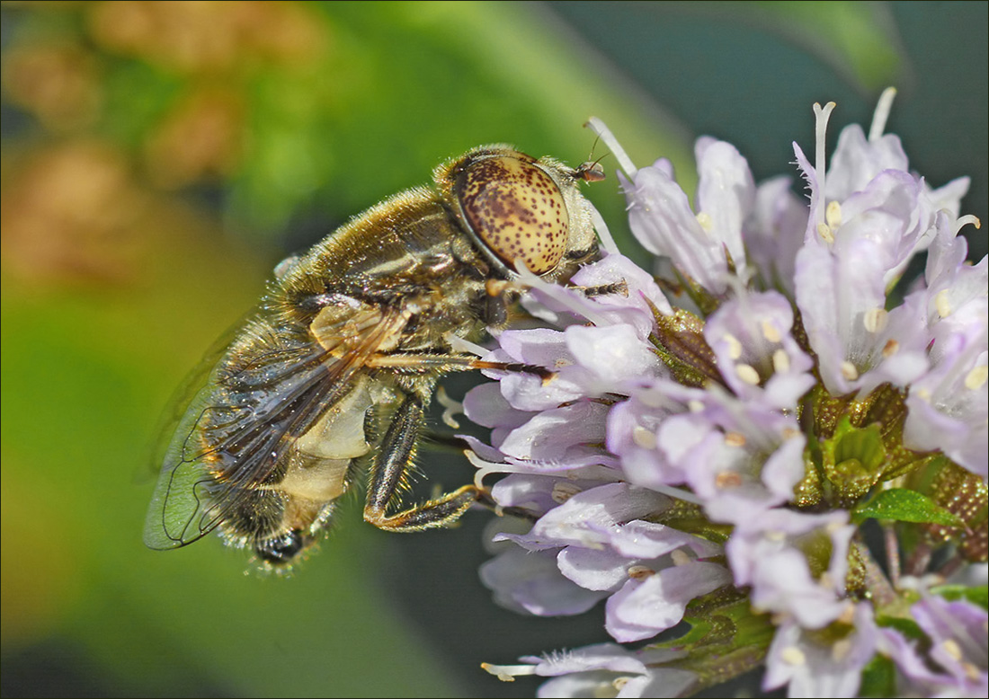 Unbekannte Fliege