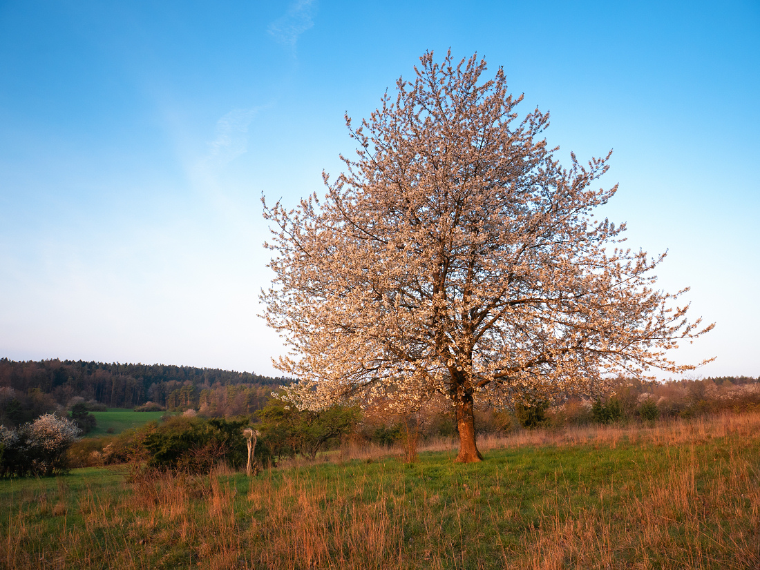 Baum