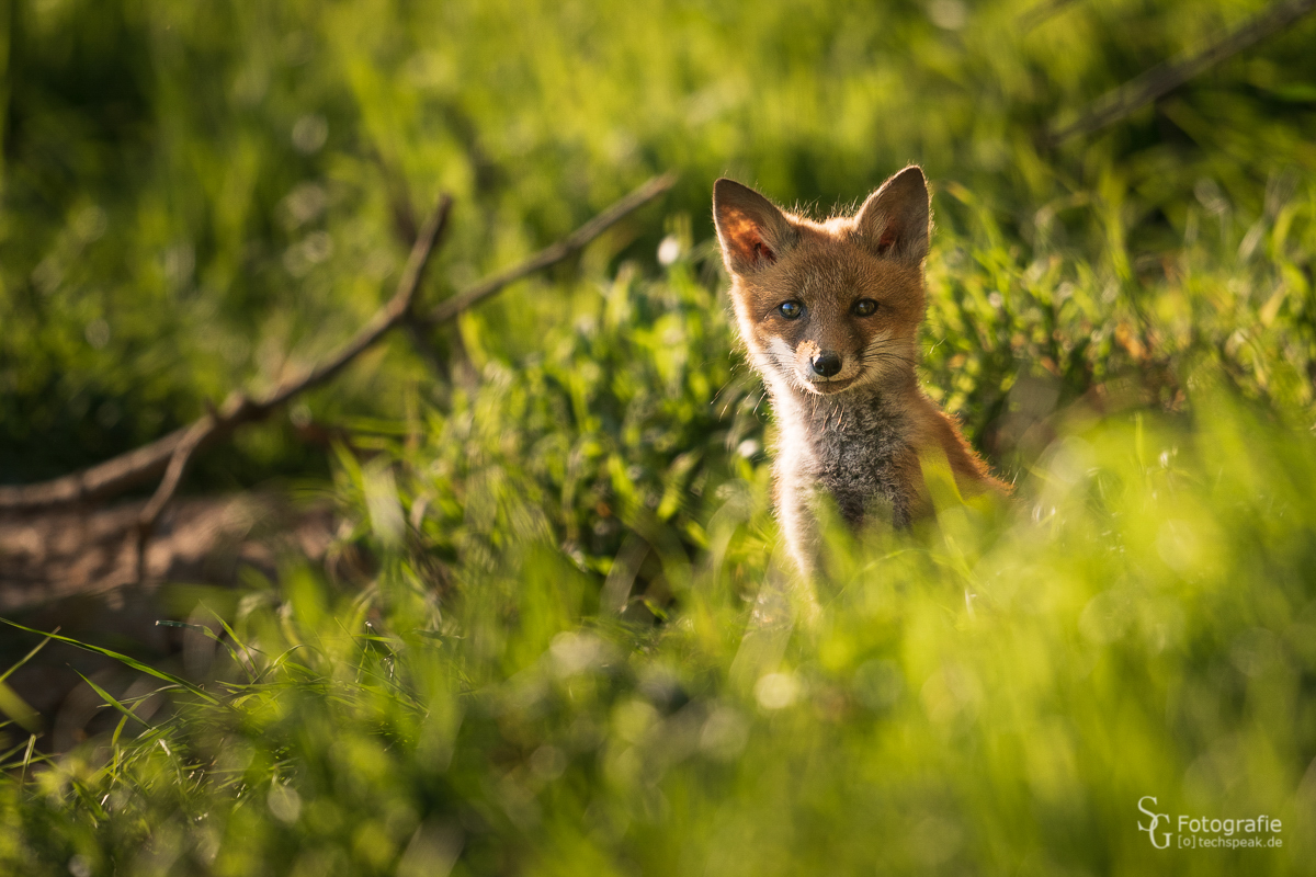 Jungfuchs am Bau