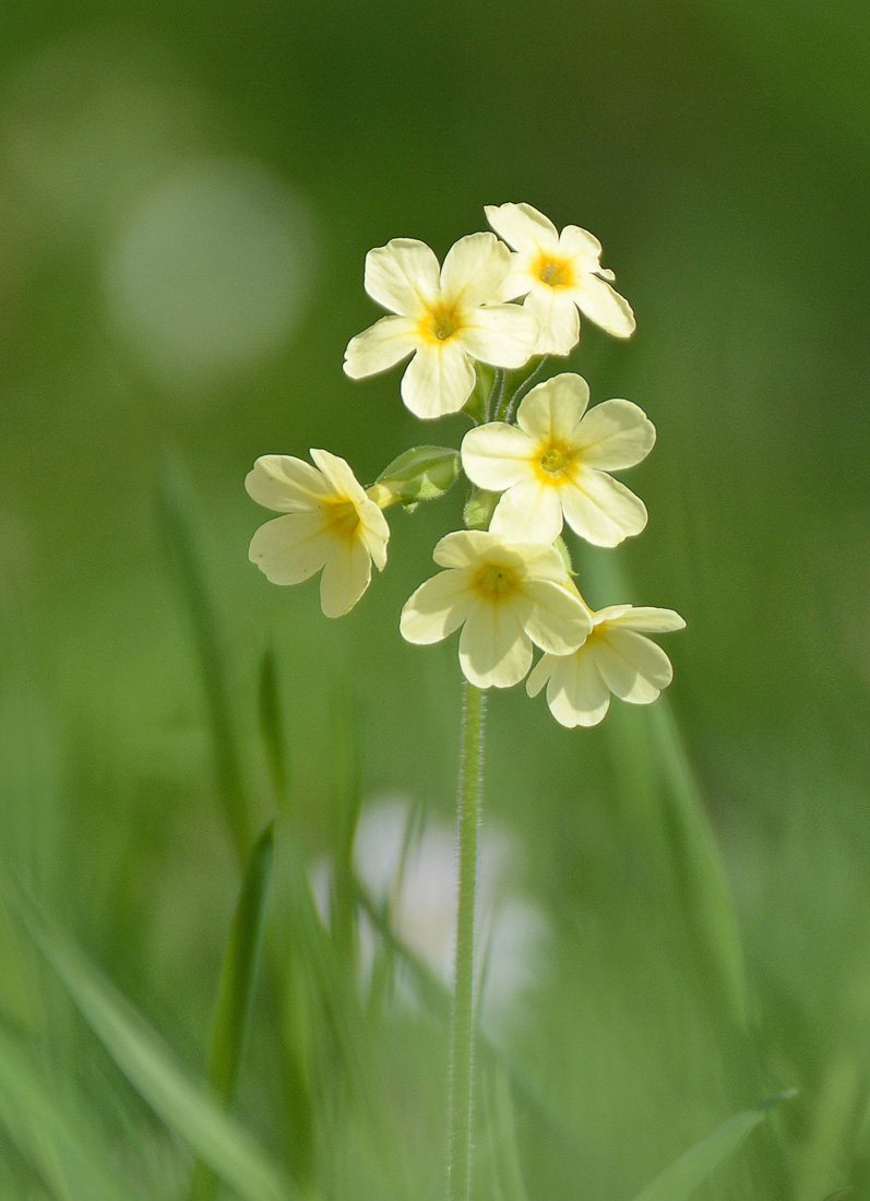 Schlüsselblume