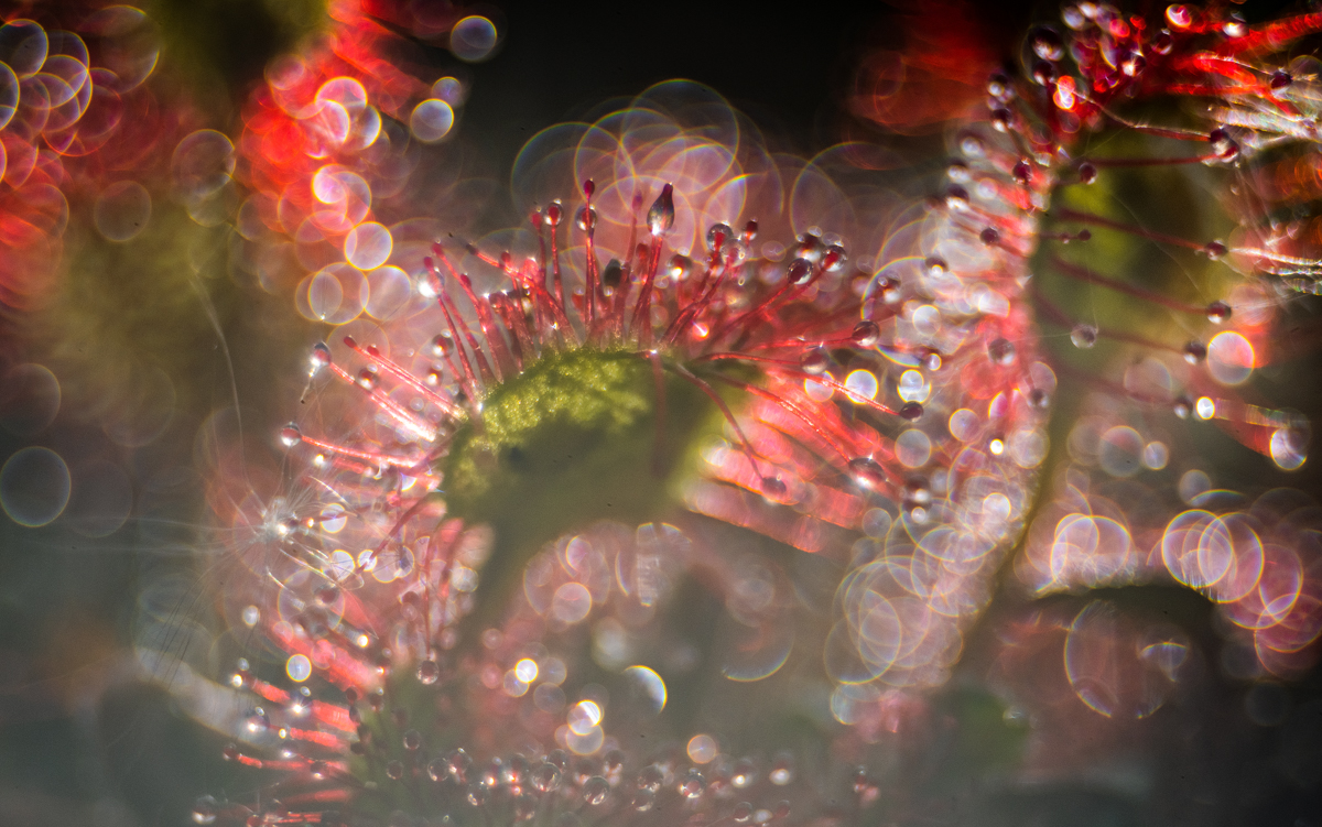 ___drosera rotundifolia___