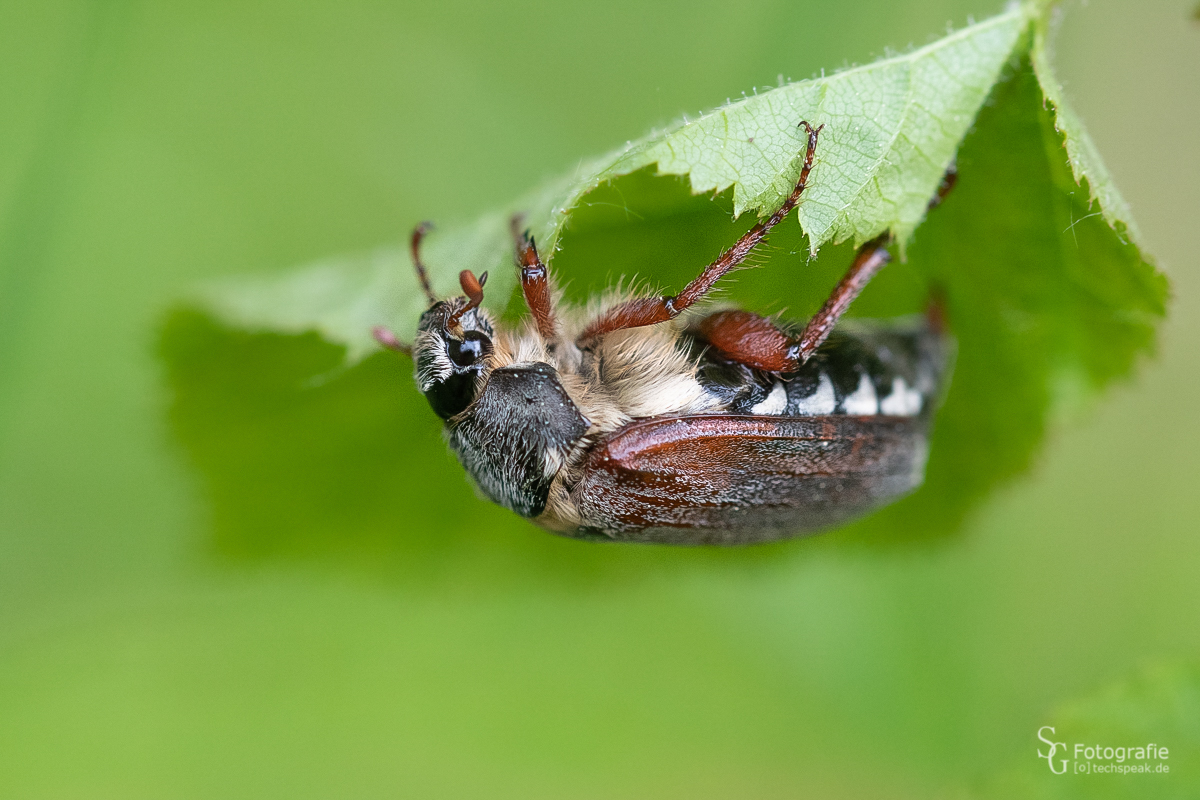 Maikäfer an einem Haselnuss Blatt