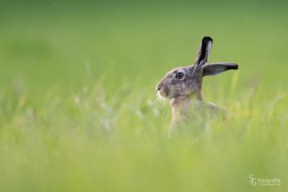 Herr Hase schaut etwas skeptisch