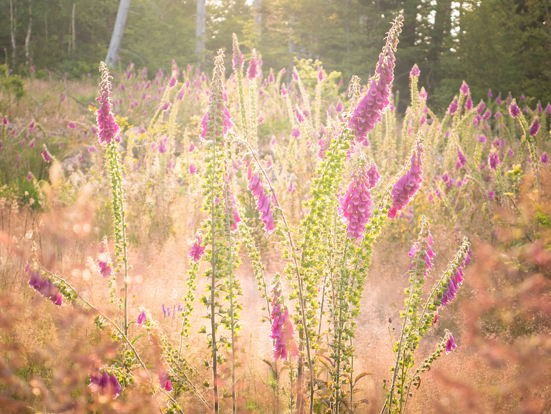 Sommer im Schwarzwald