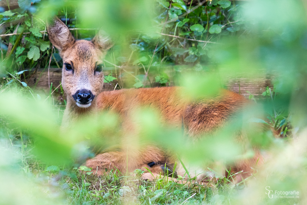 Wildlife im Garten :)