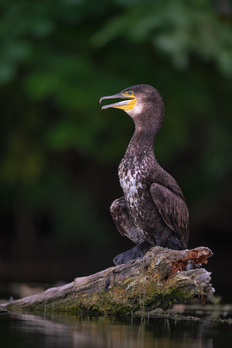 Kormoran