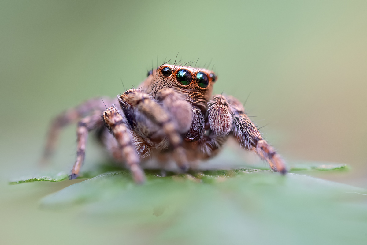 Braune Springspinne