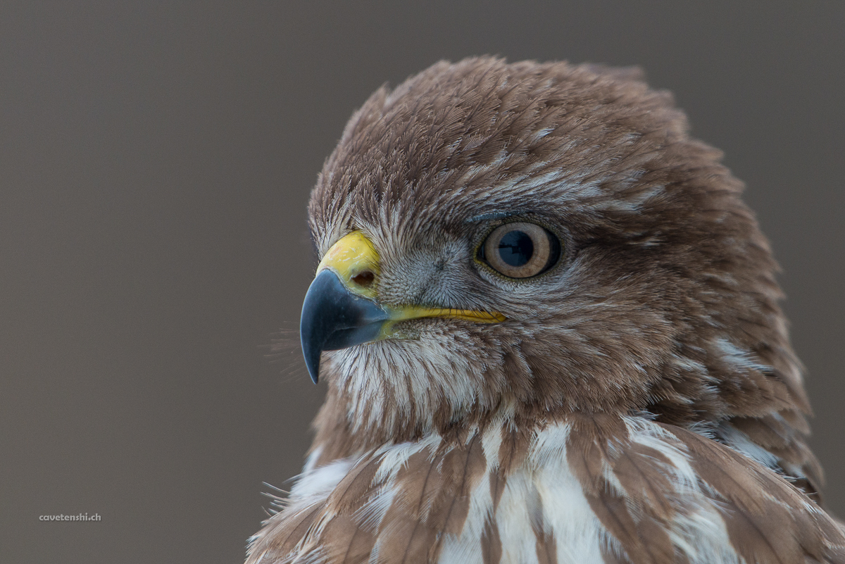 Mäusebussard