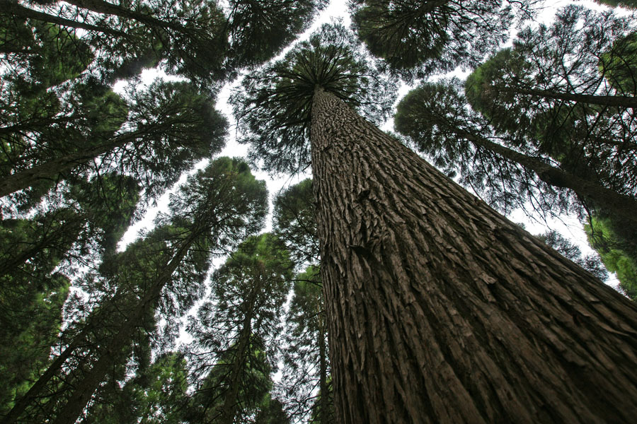 Zedernwald in Japan