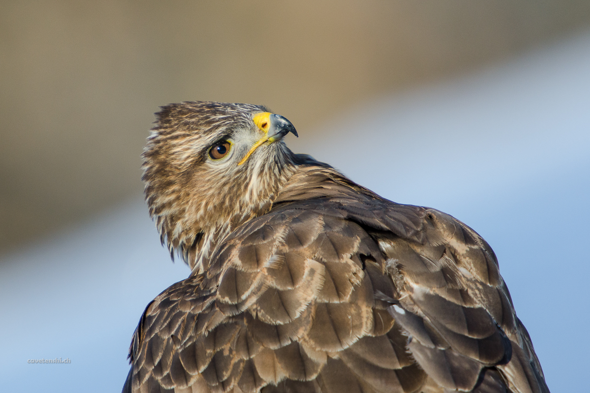 Mäusebussard 