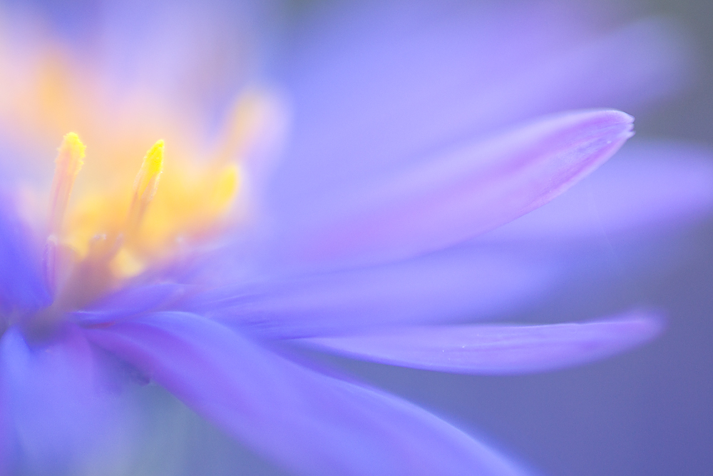 Alpenaster (Aster alpinus)