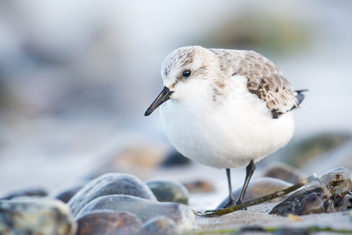 Sanderling an der Ostsee