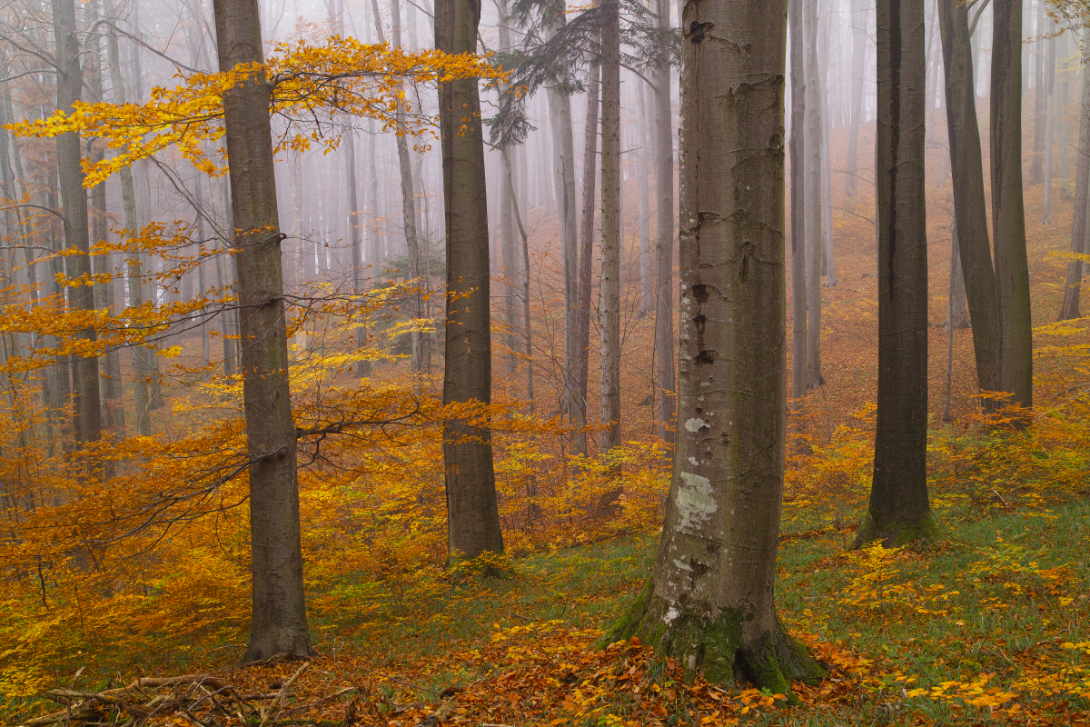 Novemberwald