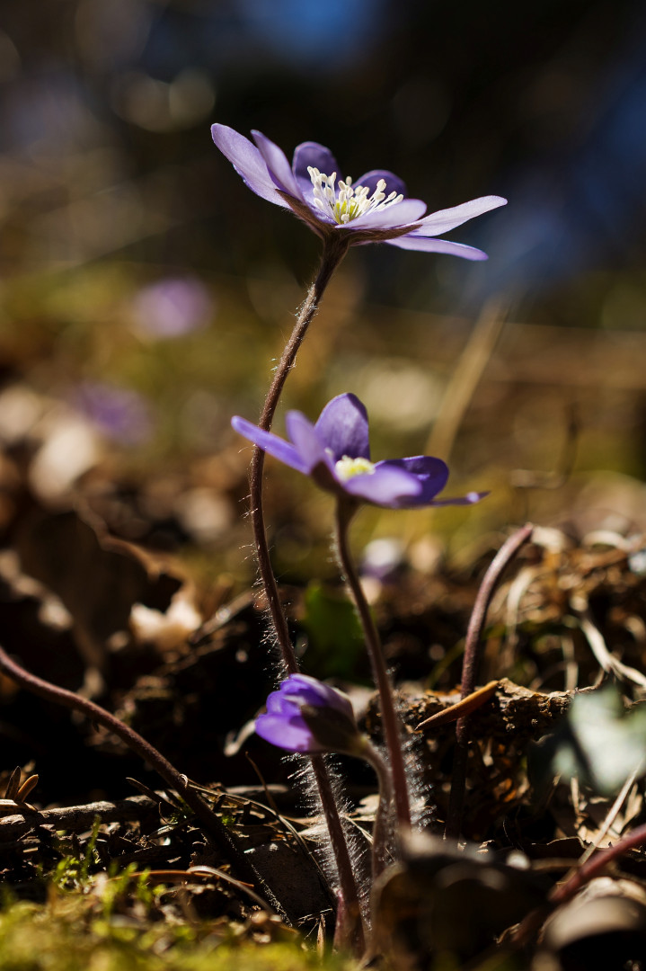 Leberblümchen