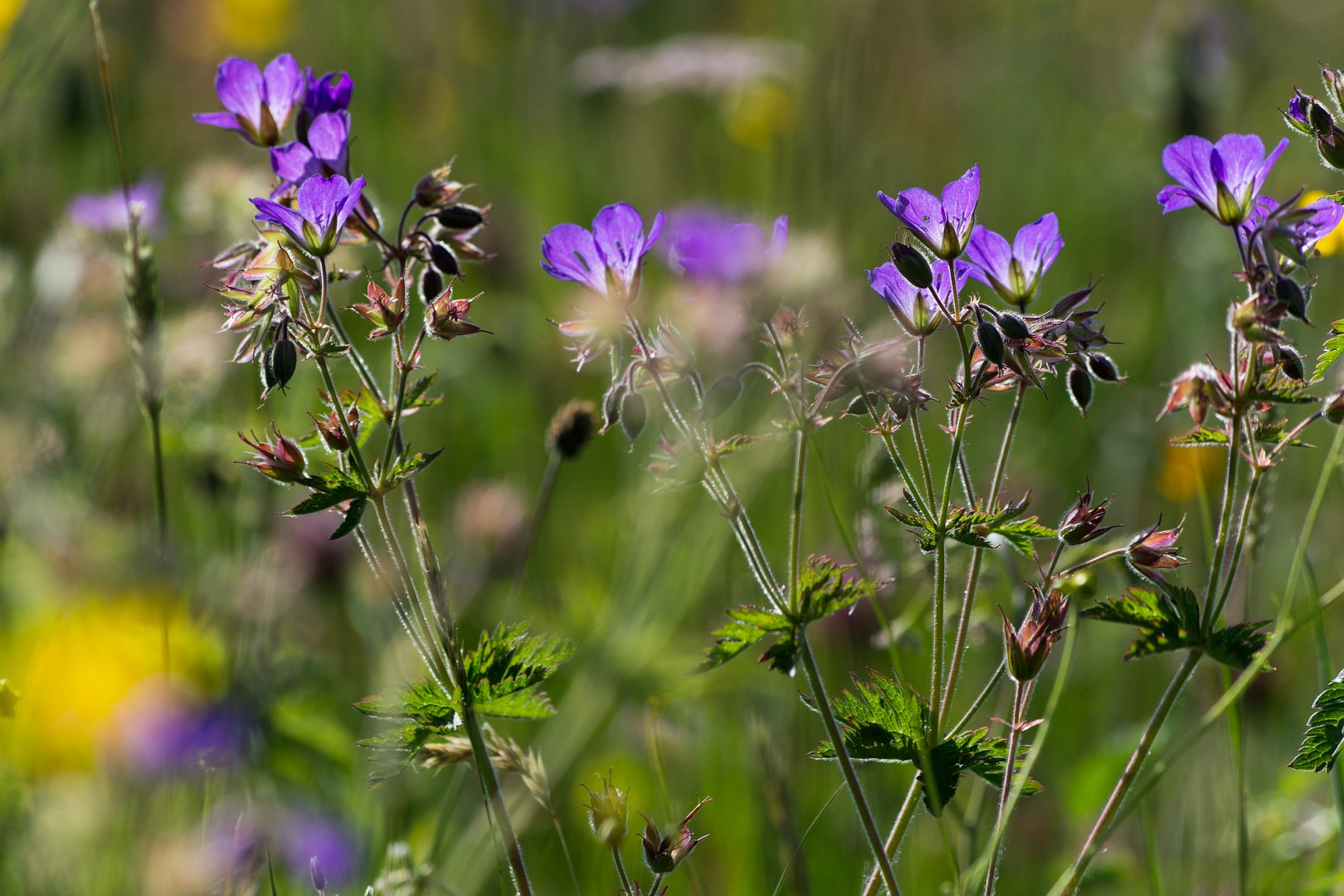 Wald-Storchschnabel